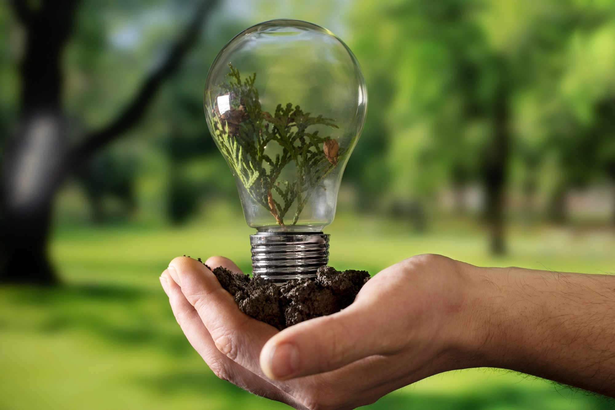 bombilla con planta representando energía verde y eficiencia energética en Cádiz